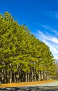 Madera Sólida | Pino Oregón - Radiata - Amarillo | Maderera Andina