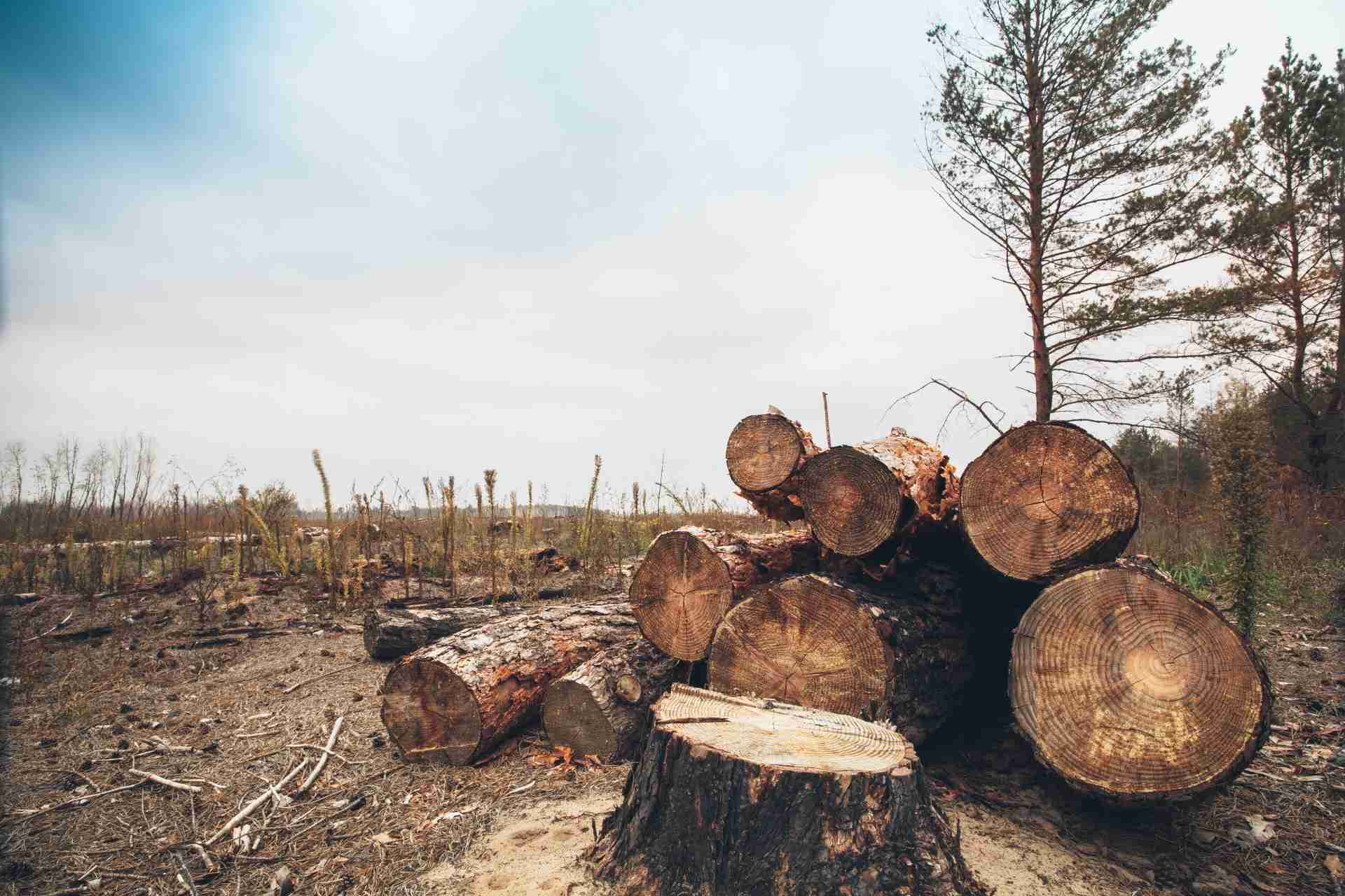 Deforestación de Madera y desigualdad en la Amazonía después del virus