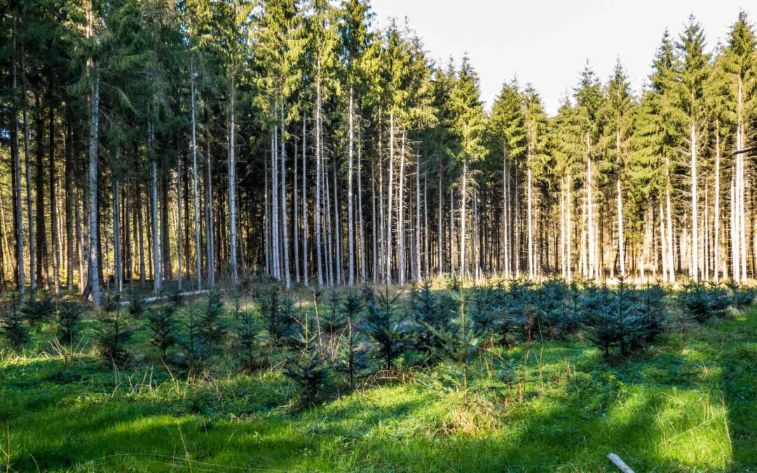 Madera de bosques certificados: ¿por qué es importante para el medio ambiente?