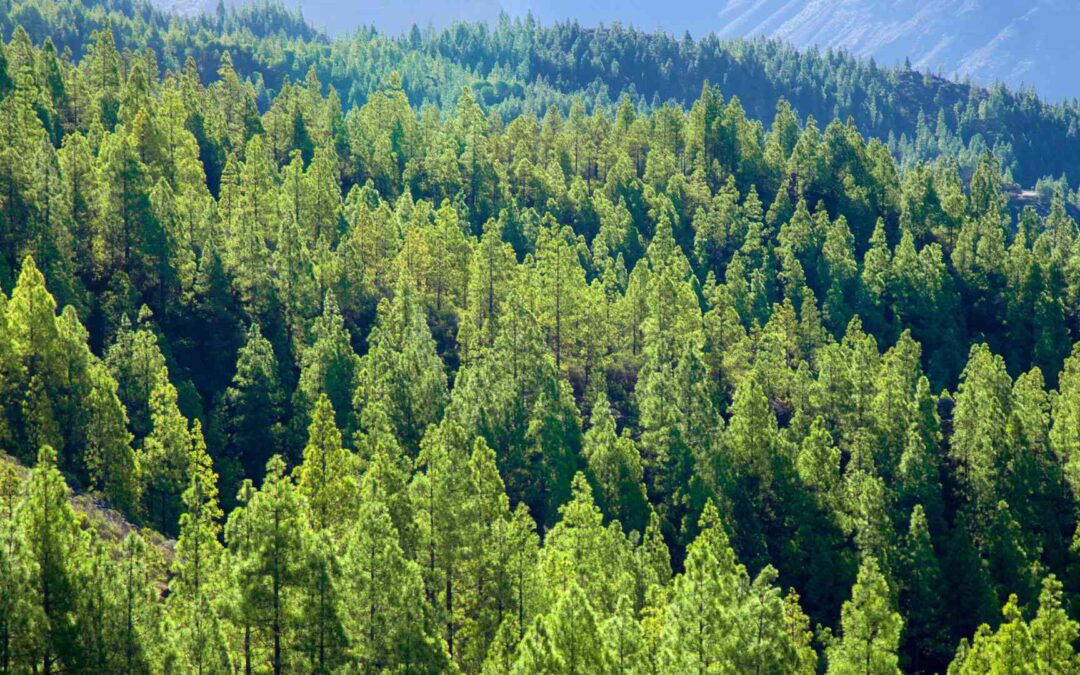 La sostenibilidad en la industria de la madera